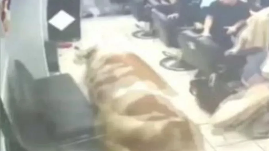 (Βίντεο) Ταύρος... εισέβαλε σε κουρείο!