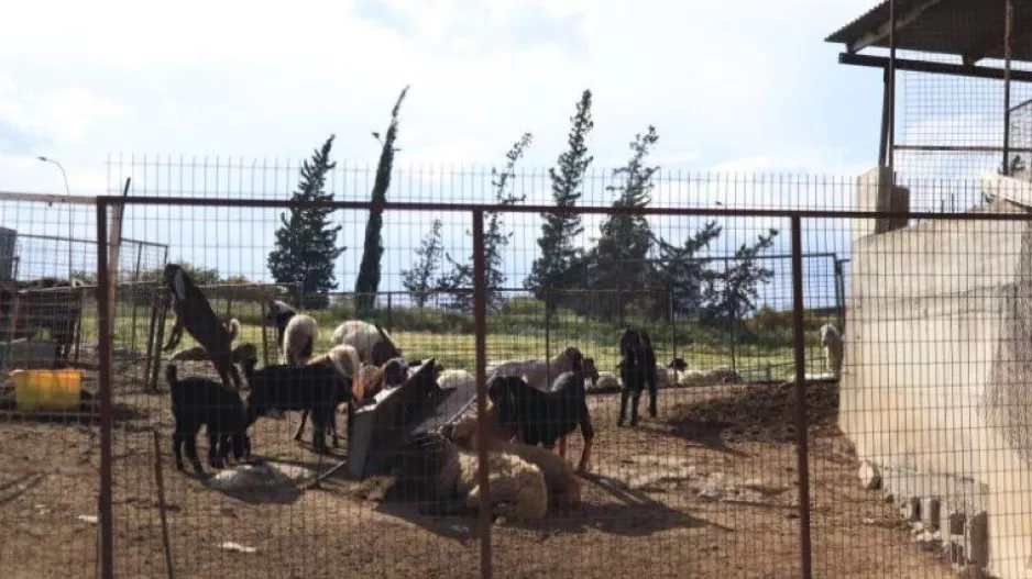Επιβεβαιώθηκε το πρώτο κρούσμα αφθώδους πυρετού στη Λεμεσό