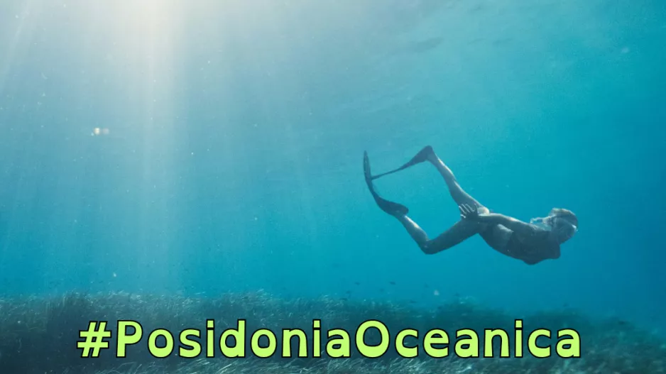 PosidoniaOceanica: Η ΑΚΤΗ μας συστήνει τους «πνεύμονες της Μεσογείου»!
