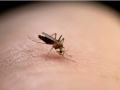 «Ξου ξου»: Η εφαρμογή για κινητά από Έλληνα που διώχνει κουνούπια και κατσαρίδες
