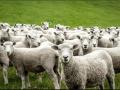Πρόβατα έφαγαν 300 κιλά... χασίς και πρασινάδα από θερμοκήπιο στον Βόλο!