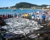 Ψαράδες έριξαν δίχτυα μία φορά και έπιασαν 14.096 κέφαλους