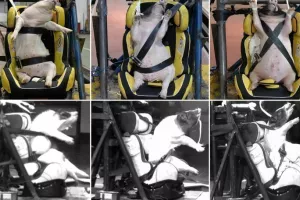 Σάλος: Zωντανά γουρουνόπουλα σε crash tests στην Κίνα