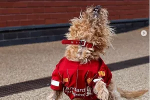 Virgil van Dog 