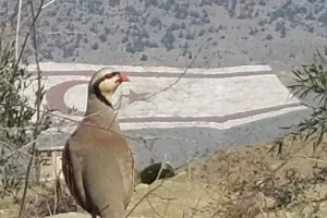 ΨΕΥΤΟπέρτικος!