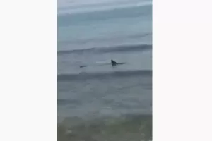 Καρχαρίας "κόβει" βόλτες στη Λεμεσό! (βίντεο)