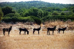 Συμπαθέστατα...