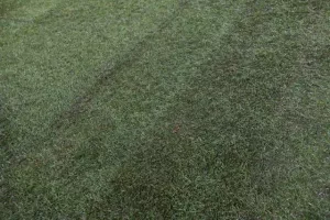 Έλεγχος UEFA για το γρασίδι (φώτος)