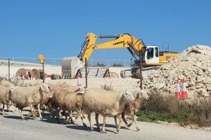 Περιοχή LIMASSOL ARENA: "Πορεία" από πρόβατα (φώτος)