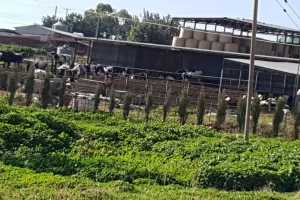 Περιοχή LIMASSOL ARENA: "Πορεία" από πρόβατα (φώτος)