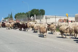 Περιοχή LIMASSOL ARENA: "Πορεία" από πρόβατα (φώτος)