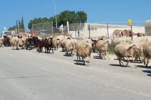Περιοχή LIMASSOL ARENA: "Πορεία" από πρόβατα (φώτος)