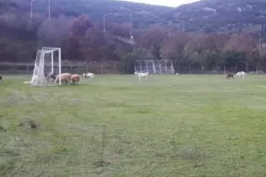 Κοπάδι αιγοπροβάτων έφαγε χλοοτάπητα αξίας 150.000 ευρώ!