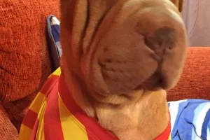 ΥΠΕΡΟΧΟ ποστάρισμα/ Κατοικίδια... ΜΠΑΡΤΣΑ! (Φώτος)