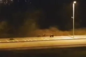 Βγήκαν αρκούδες/ΕΛΛΑΔΑ