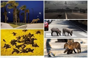 ΜΑΓΙΚΕΣ ΕΙΚΟΝΕΣ/ Οι άνθρωποι μένουν σπίτι και η Φύση... οργιάζει σε δημόσιους χώρους!