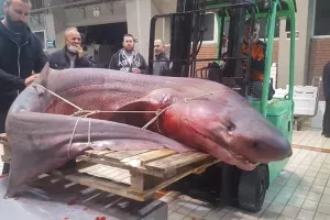 Έπιασαν καρχαρία 330 κιλών