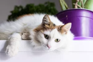 Θετικός στον κορωνοϊό βρέθηκε ένας γάτος