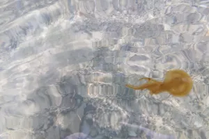 Mέδουσες στα ανατολικά παράλια της Κύπρου