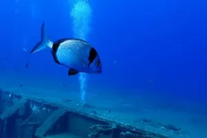 40 χρόνια... Ζηνοβία! (Φώτος)