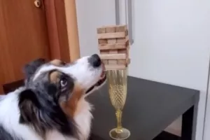 Σκύλος παίζει... Jenga! (Βίντεο)