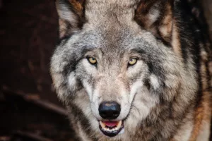 WOLF!!!