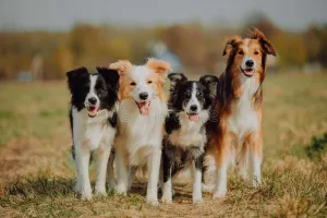 International Dog Day