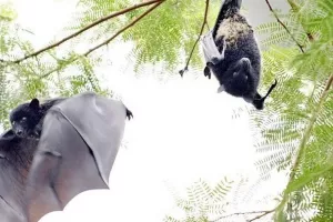 Ανακαλύφθηκαν κορωνοϊοί, συγγενικοί του SARS CoV-2, σε νυχτερίδες