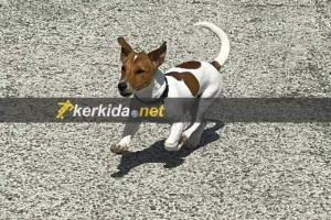 Έχει και ο Εθνικός... τον ΜΕΣΙ του! (φώτος)