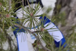 Στα χιόνια ο μπούλουκος (φώτος)