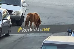 Άλογο... έξω από το ΠΑΠ!