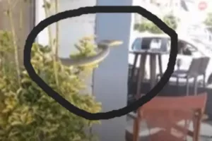 Πανικός... με φίδι (Βίντεο)