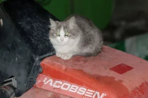 Πιςςςς