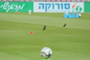 Δύο... πουλάκια!