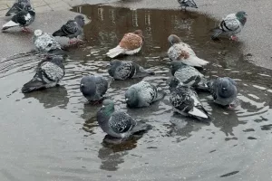 Βόλτες... στο Ταλίν (Φώτος)