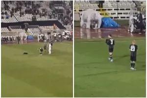 Το σκυλάκι... μπήκε για μπαλίτσα! (Βίντεο)