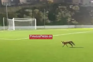 Αλεπού έκανε... βόλτα σε γήπεδο στον Πειραιά! (βίντεο)
