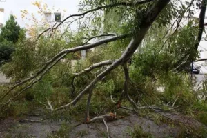 Οι ισχυροί άνεμοι ξερίζωσαν δέντρα στην Πάφο