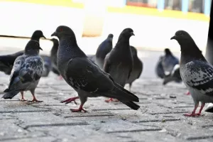 (ΦΩΤΟΣ) ΑΠΟΕΛίστες στη Σόφια