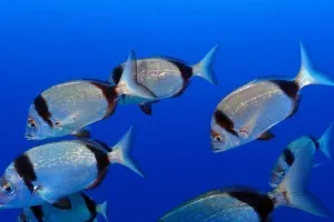 Εκπληκτικές φώτος! (Ζηνοβία)