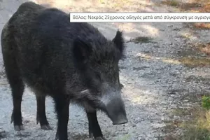 Νεκρός 25χρονος οδηγός μετά από σύγκρουση με αγριογούρουνο στο Βόλο