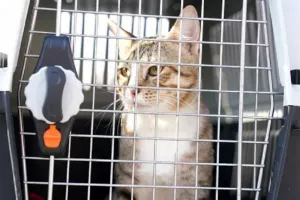Υιοθέτησαν τη γάτα από το προπονητικό κέντρο της Αγγλίας στο Κατάρ