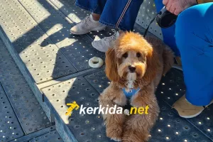 Ο Όγκαστ... βλέπει μπαλίτσα! (φώτος)