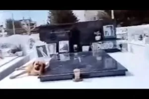 Συγκινητικό: Σκύλος δεν λέει να φύγει από το μνήμα του αφεντικού του! (βίντεο)