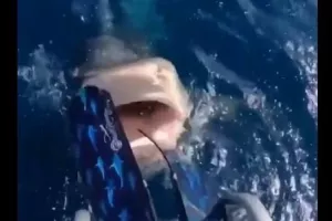 Δύτης προλαβαίνει να γλιτώσει από τα σαγόνια καρχαρία (βίντεο)