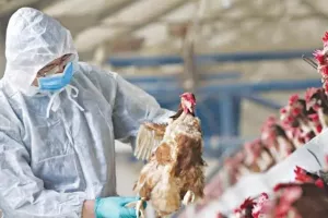 Πέθανε 56χρονη από την γρίπη των πτηνών - Η πρώτη καταγραφή θανάτου παγκοσμίως