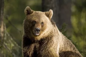 Το καταφύγιο αρκούδας στη Μπελίτσα ανοίγει ξανά τις πύλες του