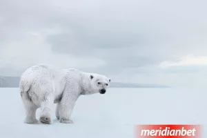 Διαχρονική στήριξη της Meridian στον οργανισμό «WWF»