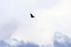 ΑΕΛ - Ομόνοια: Ο Καρίμ το... έβαψε πράσινο - Back2back Κυπελλούχος η Ομόνοια! (Φώτος)