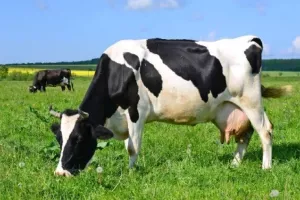 Χαμός με αγγελία εργασίας: Αναζητούν Tik Toker για βίντεο σε φάρμα με μισθό 2.000 ευρώ
